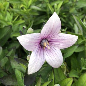 PLATYCODON ASTRA PINK BALLOON FLOWER