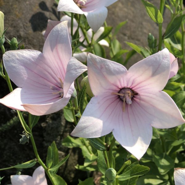 PLATYCODON ASTRA PINK BALLOON FLOWER