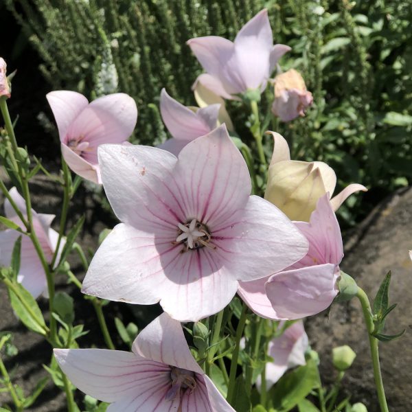 PLATYCODON ASTRA PINK BALLOON FLOWER