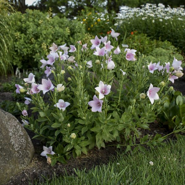 PLATYCODON ASTRA PINK BALLOON FLOWER