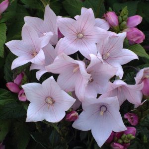 Platycodon - Balloon Flower