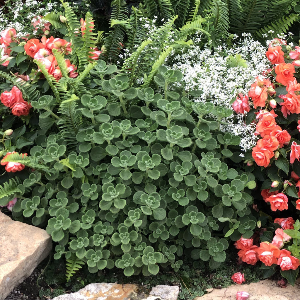 PLECTRANTHUS CERVEZA N LIME PLECTRANTHUS