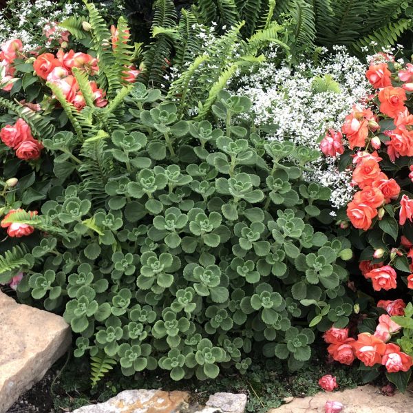 PLECTRANTHUS CERVEZA N LIME PLECTRANTHUS