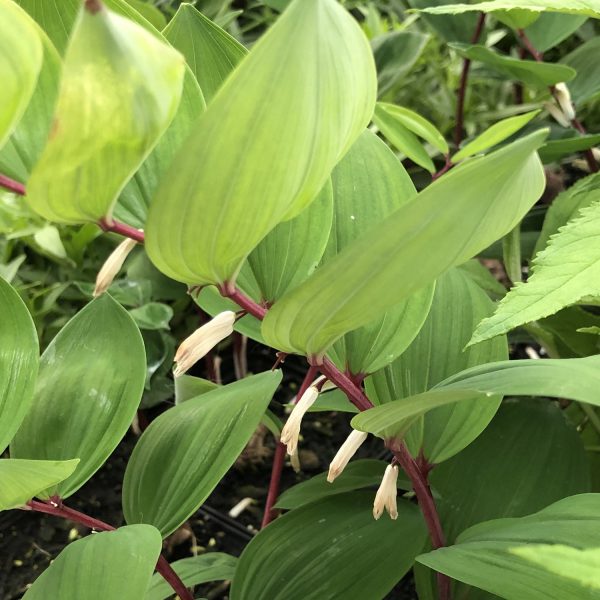 POLYGONATUM RUBY SLIPPERS SOLOMONS SEAL