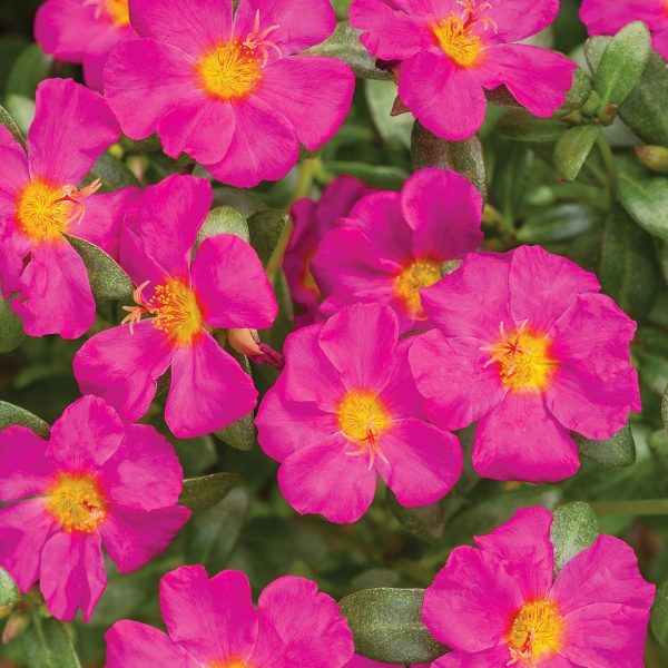 PORTULACA MOJAVE FUCHSIA PURSLANE