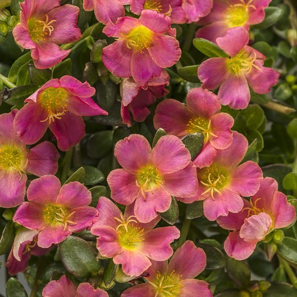 PORTULACA MOJAVE PINK PURSLANE