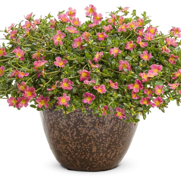 PORTULACA MOJAVE PINK PURSLANE