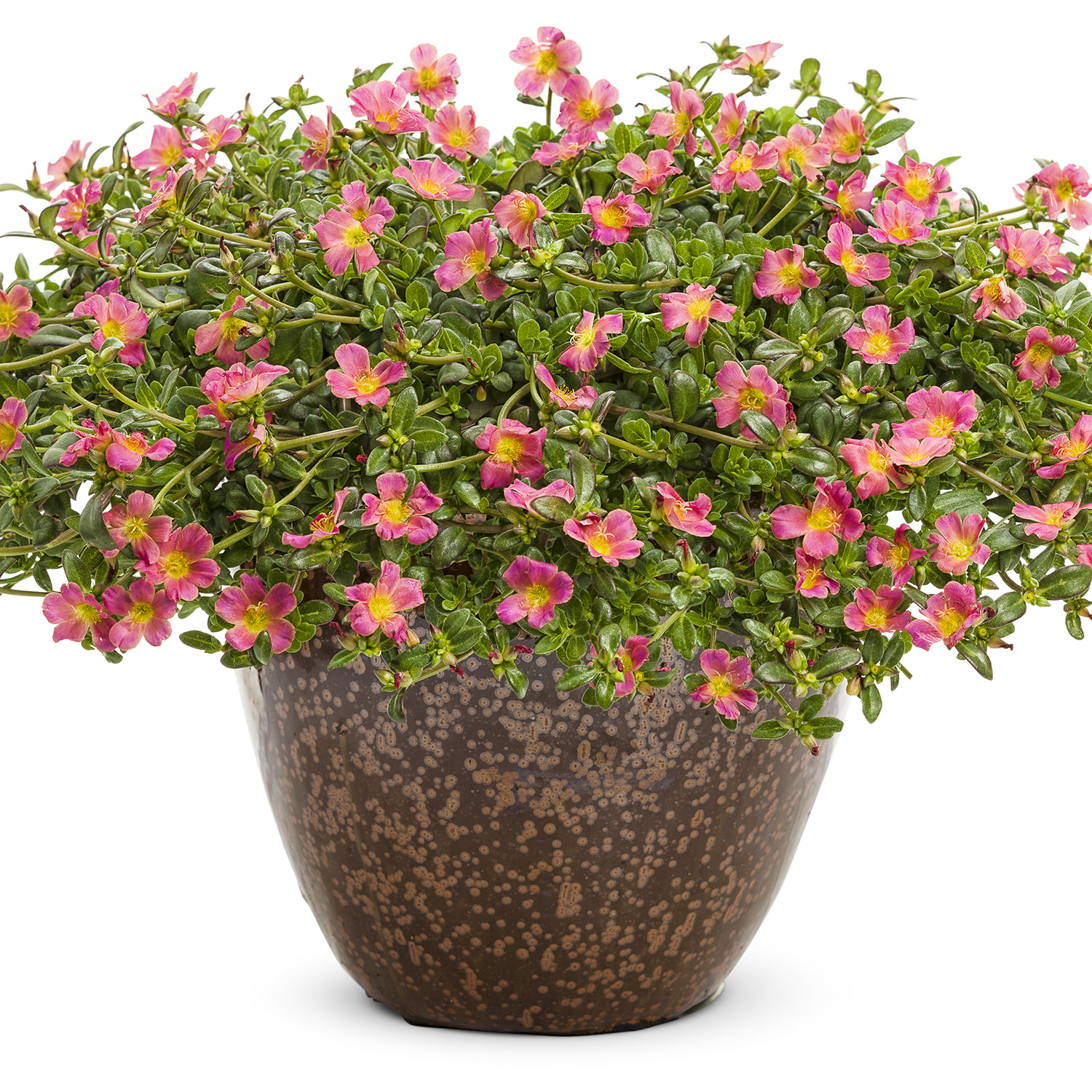 ALTMAN PLANTS 4.4-Pint Red Moss Rose Purslane Plant (12-Pack) 9014