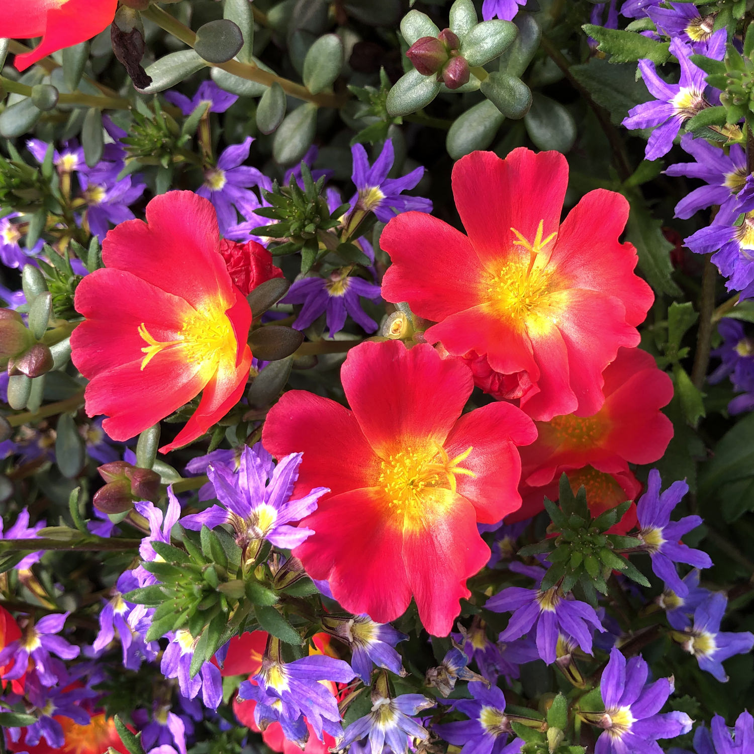 Portulaca MOJAVE Red - Buy Moss Rose Annuals Online