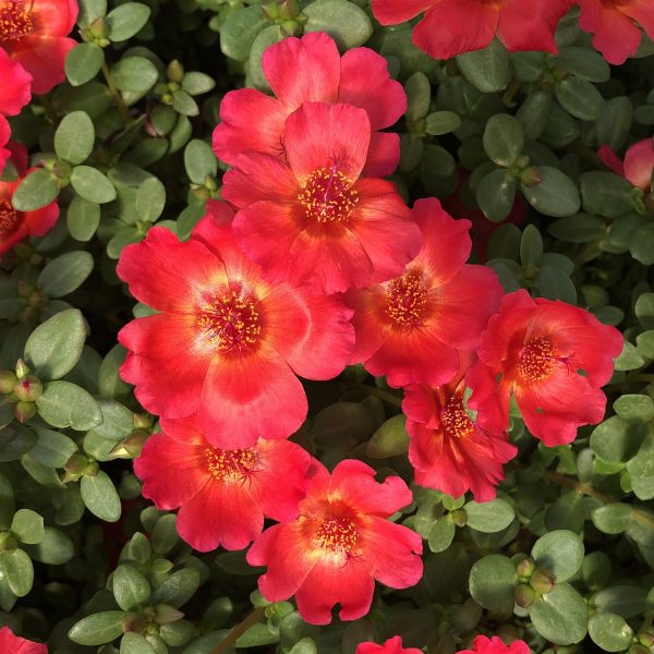 PORTULACA MOJAVE RED PURSLANE