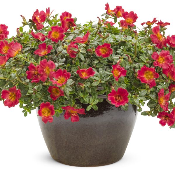 PORTULACA MOJAVE RED PURSLANE