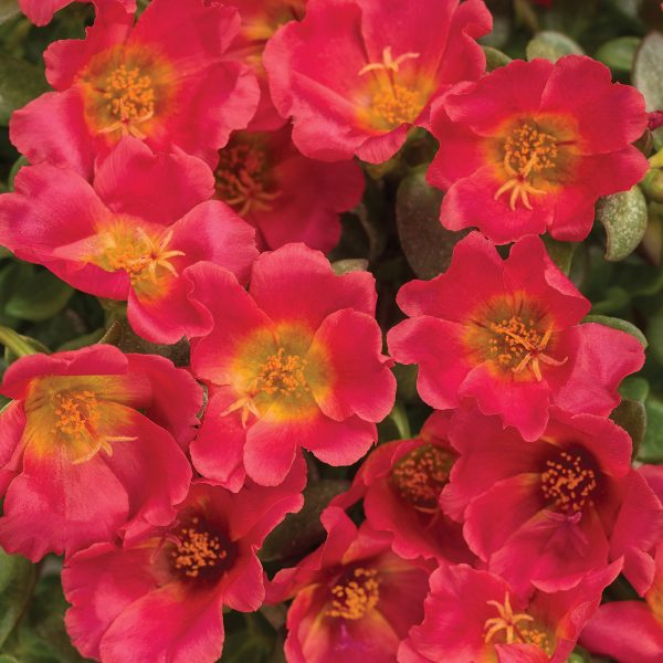 PORTULACA MOJAVE RED PURSLANE