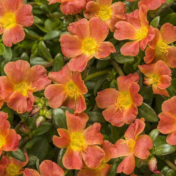 PORTULACA MOJAVE TANGERINE PURSLANE