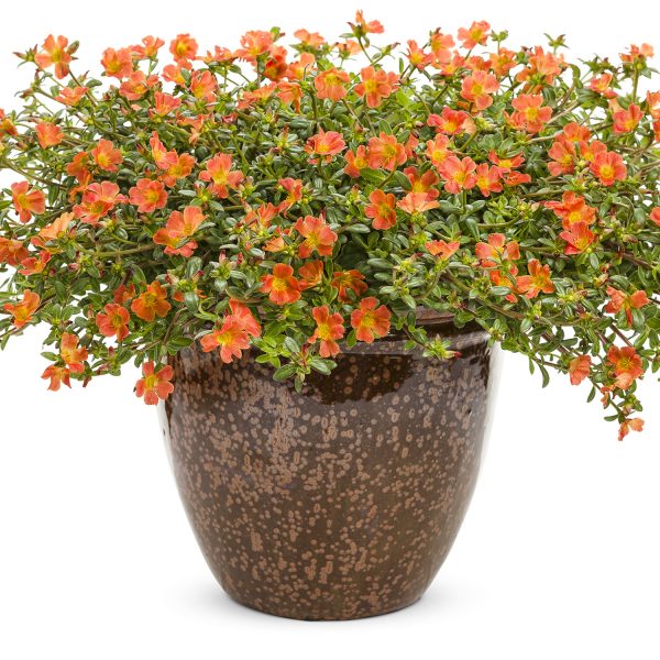 PORTULACA MOJAVE TANGERINE PURSLANE