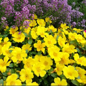 PORTULACA MOJAVE YELLOW PURSLANE