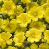 PORTULACA MOJAVE YELLOW PURSLANE