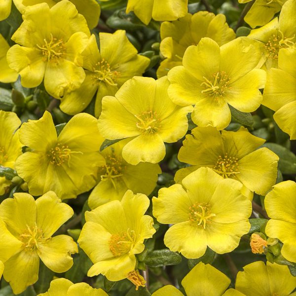 PORTULACA MOJAVE YELLOW PURSLANE