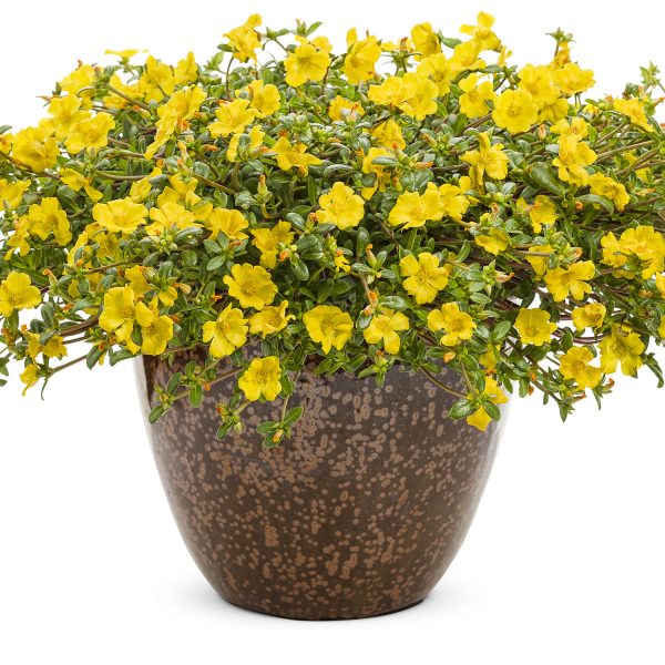 PORTULACA MOJAVE YELLOW PURSLANE