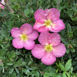 POTENTILLA HAPPY FACE HEARTS PINK POTENTILLA