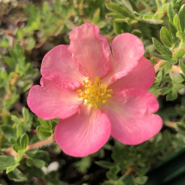 POTENTILLA HAPPY FACE HEARTS PINK POTENTILLA