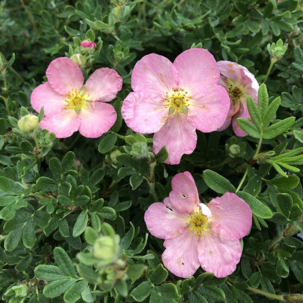 POTENTILLA HAPPY FACE HEARTS PINK POTENTILLA