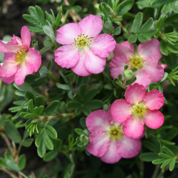 POTENTILLA HAPPY FACE HEARTS PINK POTENTILLA