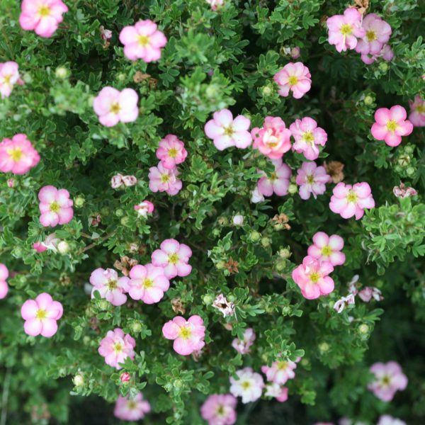 POTENTILLA HAPPY FACE HEARTS PINK POTENTILLA