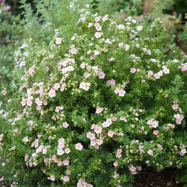 POTENTILLA HAPPY FACE HEARTS PINK POTENTILLA