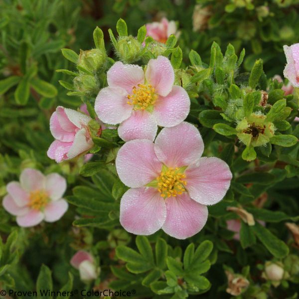 POTENTILLA HAPPY FACE HEARTS PINK POTENTILLA