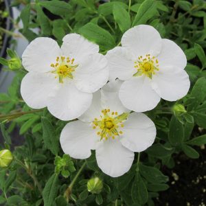 POTENTILLA HAPPY FACE WHITE POTENTILLA