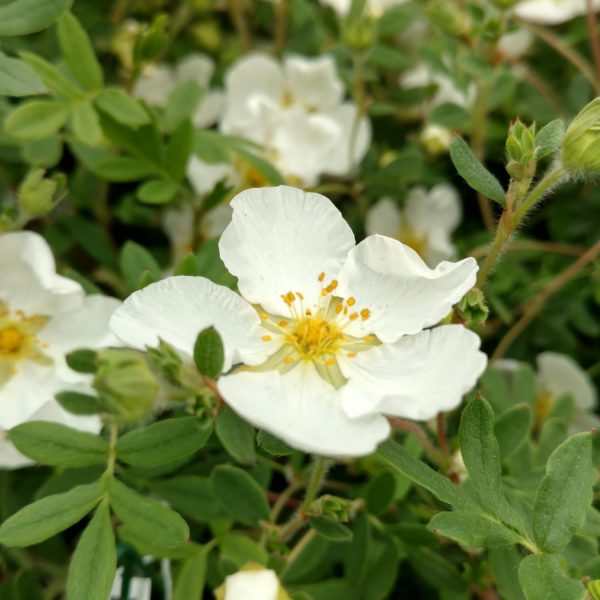 POTENTILLA HAPPY FACE WHITE POTENTILLA