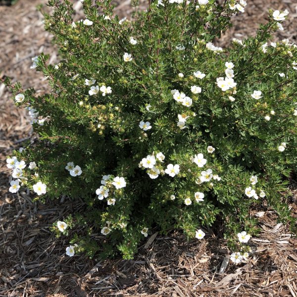 POTENTILLA HAPPY FACE WHITE POTENTILLA