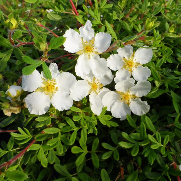 POTENTILLA HAPPY FACE WHITE POTENTILLA