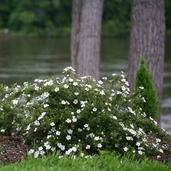 POTENTILLA HAPPY FACE WHITE POTENTILLA