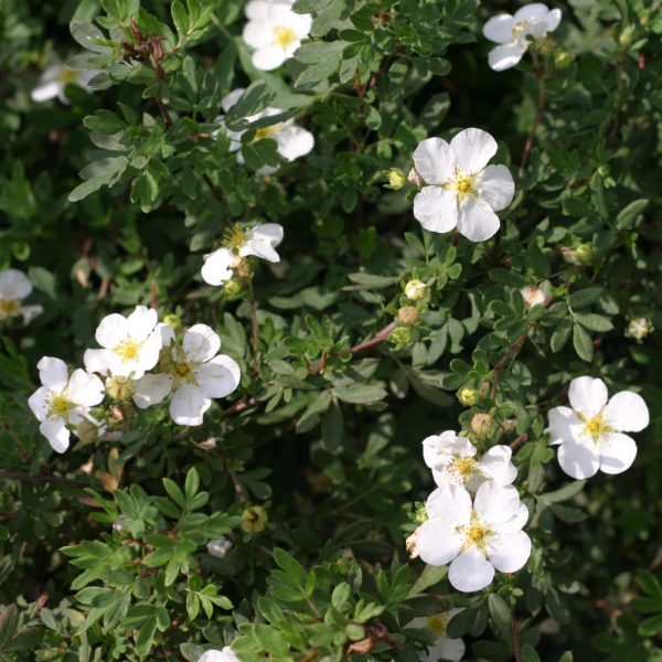 POTENTILLA HAPPY FACE WHITE POTENTILLA