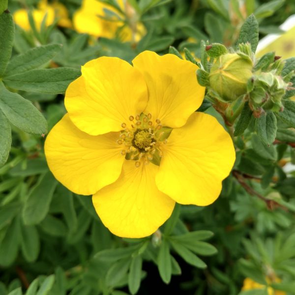 POTENTILLA HAPPY FACE YELLOW POTENTILLA