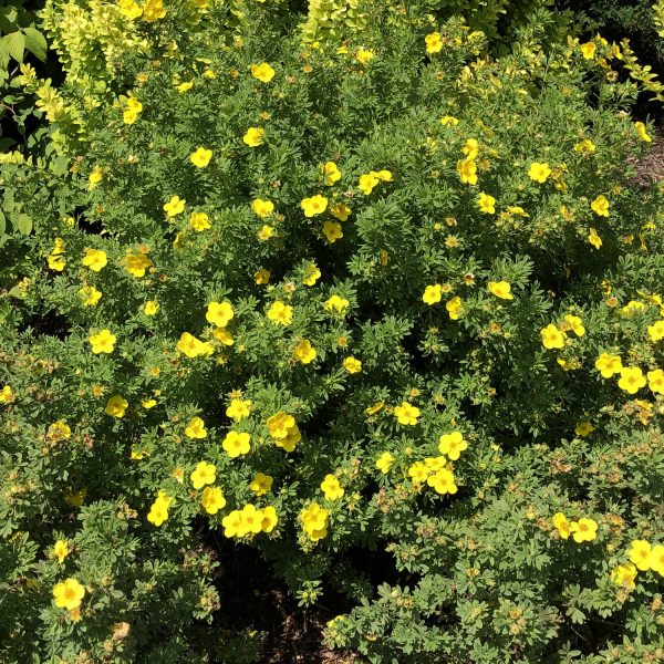 POTENTILLA HAPPY FACE YELLOW POTENTILLA