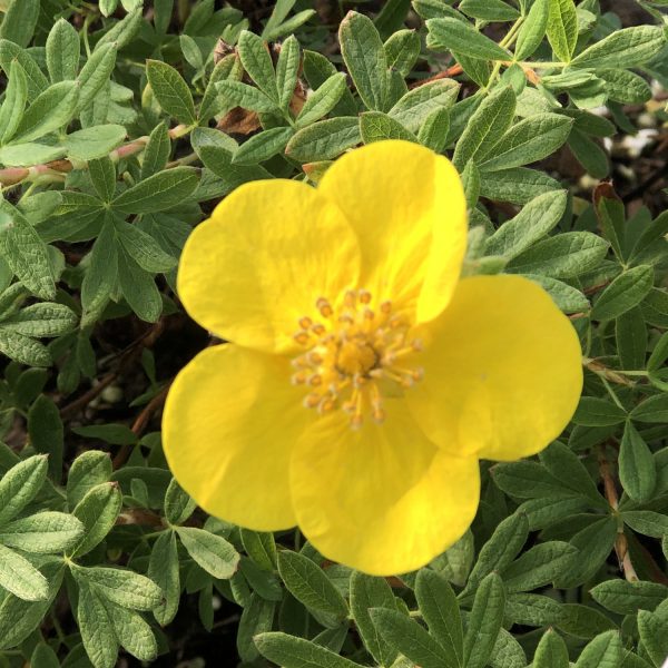 POTENTILLA HAPPY FACE YELLOW POTENTILLA