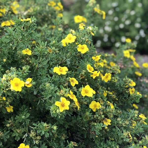 POTENTILLA HAPPY FACE YELLOW POTENTILLA