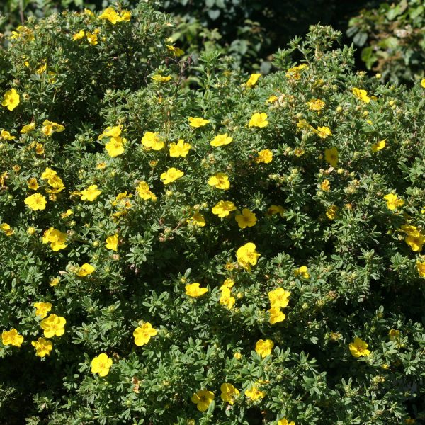 POTENTILLA HAPPY FACE YELLOW POTENTILLA