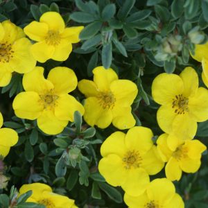 Bush Cinquefoil - Potentilla