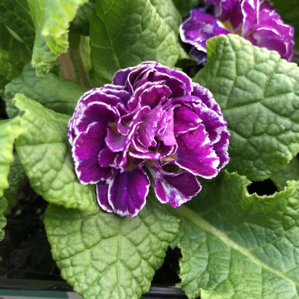 PRIMULA BELARINA AMETHYST ICE PRIMROSE