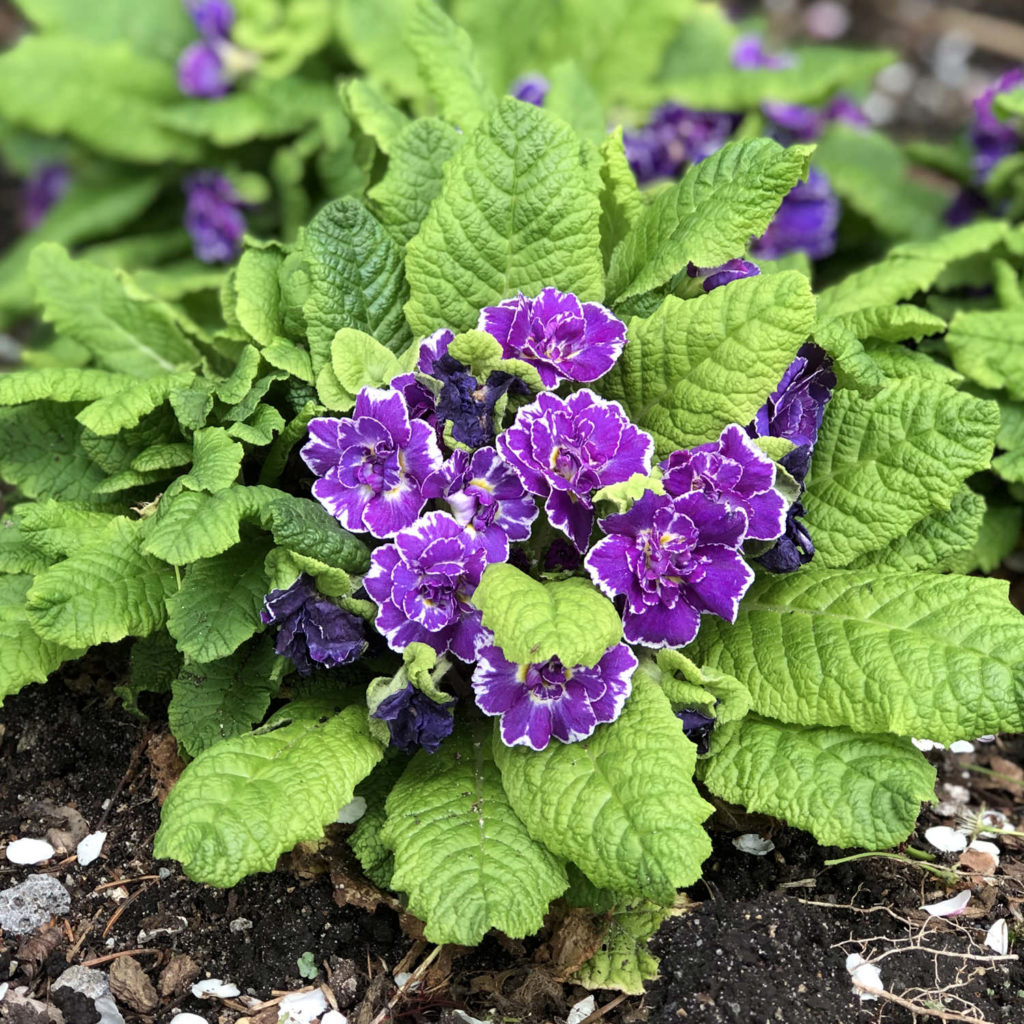 BELARINA® 'Amethyst Ice' Primula - Garden Crossings