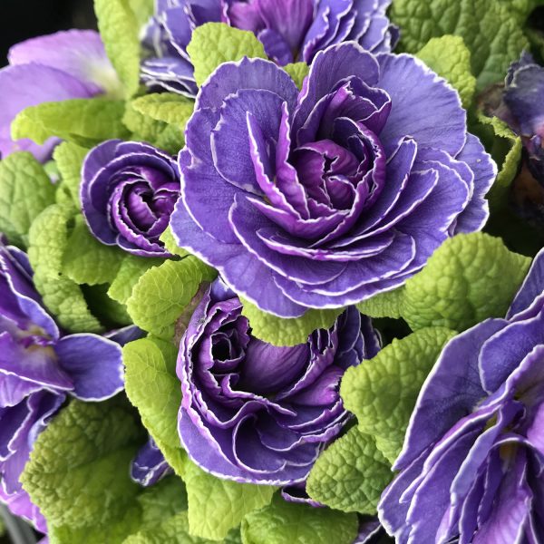 PRIMULA BELARINA AMETHYST ICE PRIMROSE