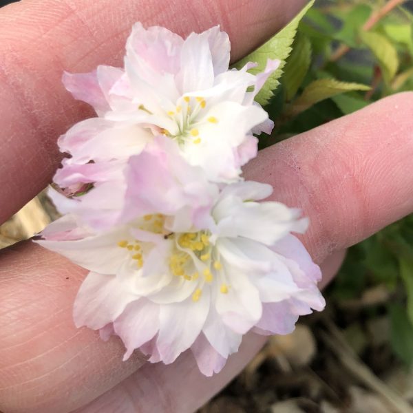 PRUNUS ZUZU ORNAMENTAL CHERRY