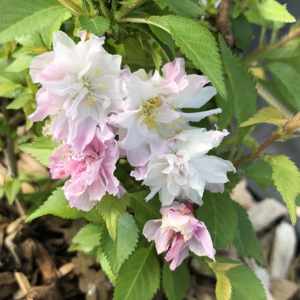 PRUNUS ZUZU ORNAMENTAL CHERRY