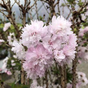 Cherry, Ornamental - Prunus