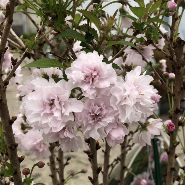 PRUNUS ZUZU ORNAMENTAL CHERRY