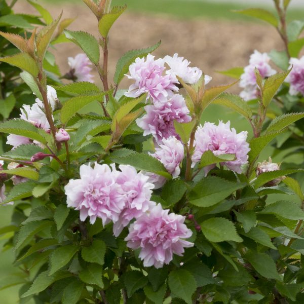 PRUNUS ZUZU ORNAMENTAL CHERRY