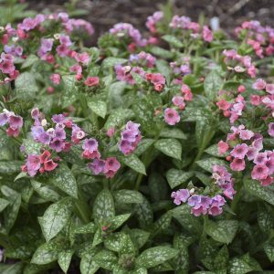 Pulmonaria - Lungwort